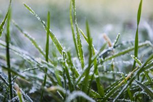 Winterizing Your Lawn